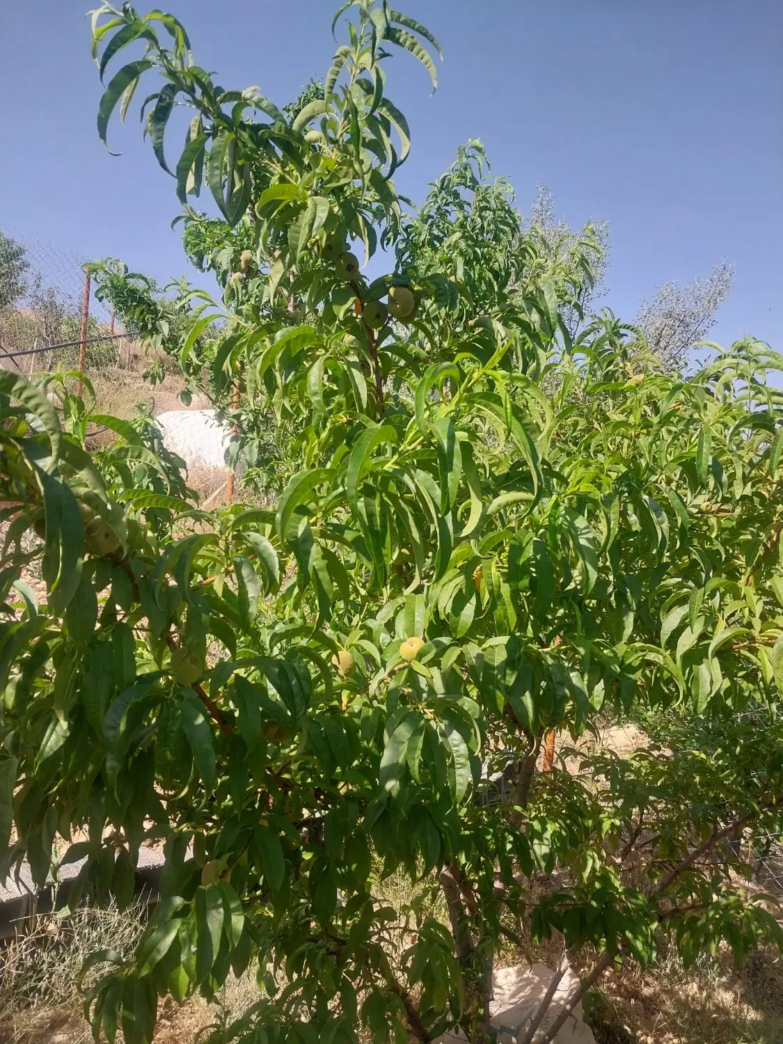۳۵۰مترباغ میوه در لاسم چشمه