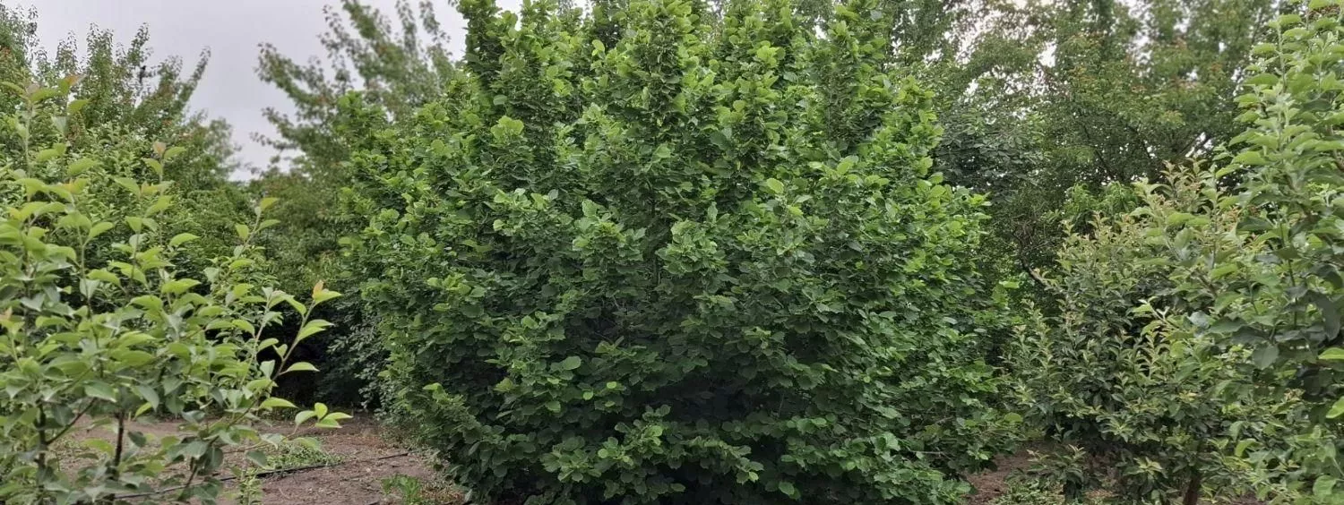 ویلاباغ جاده سنتو