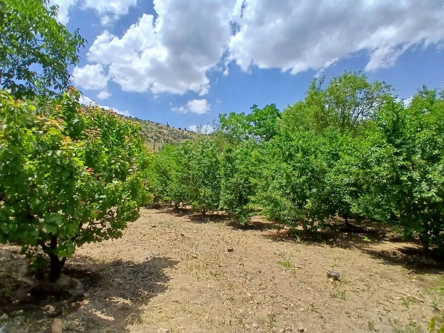 باغ و خانه باغ با ویو بهشتی و طبیعت بکر
