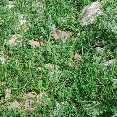 زمین اجاره ای