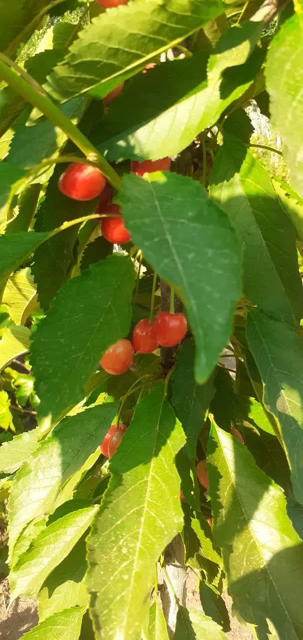 باغ فروشی روبروی روستای چغا هروشی