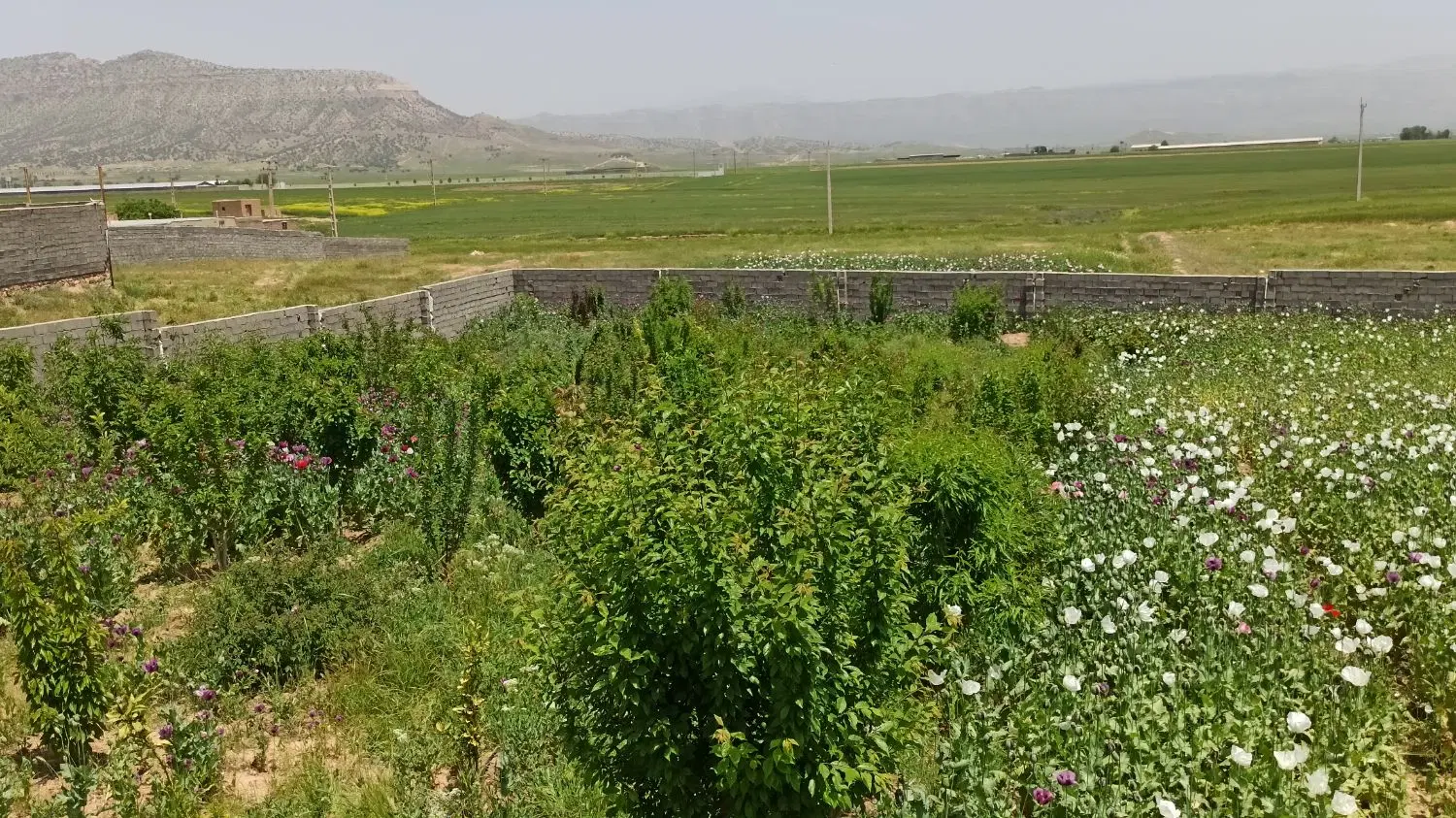 فروش زمین مسکونی شهرک امام