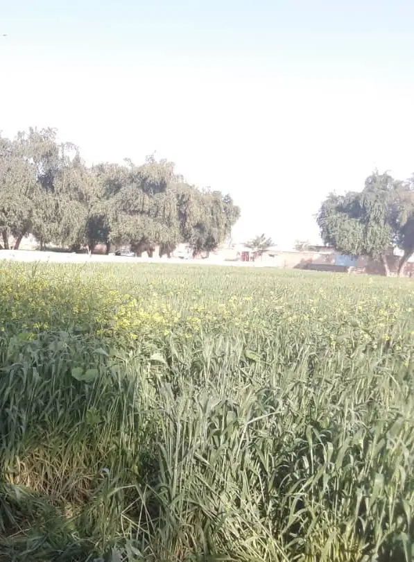 زمین مسکونی 250 متر