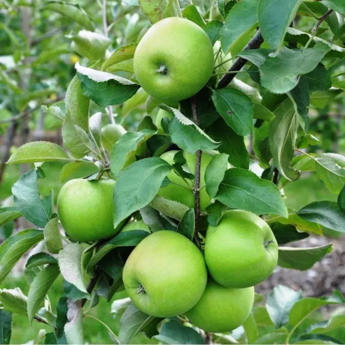 زمین کشاورزی و باغ سیب