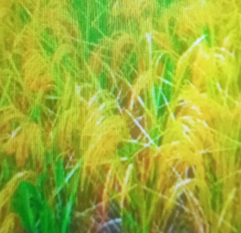 زمین کشاورزی ‌