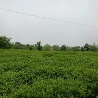 زمین شمال فروش