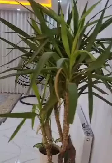 خانه اجاره ای در صالحیه