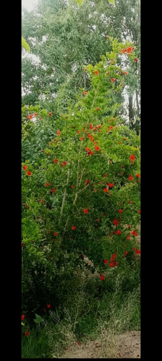 باغ میوه
