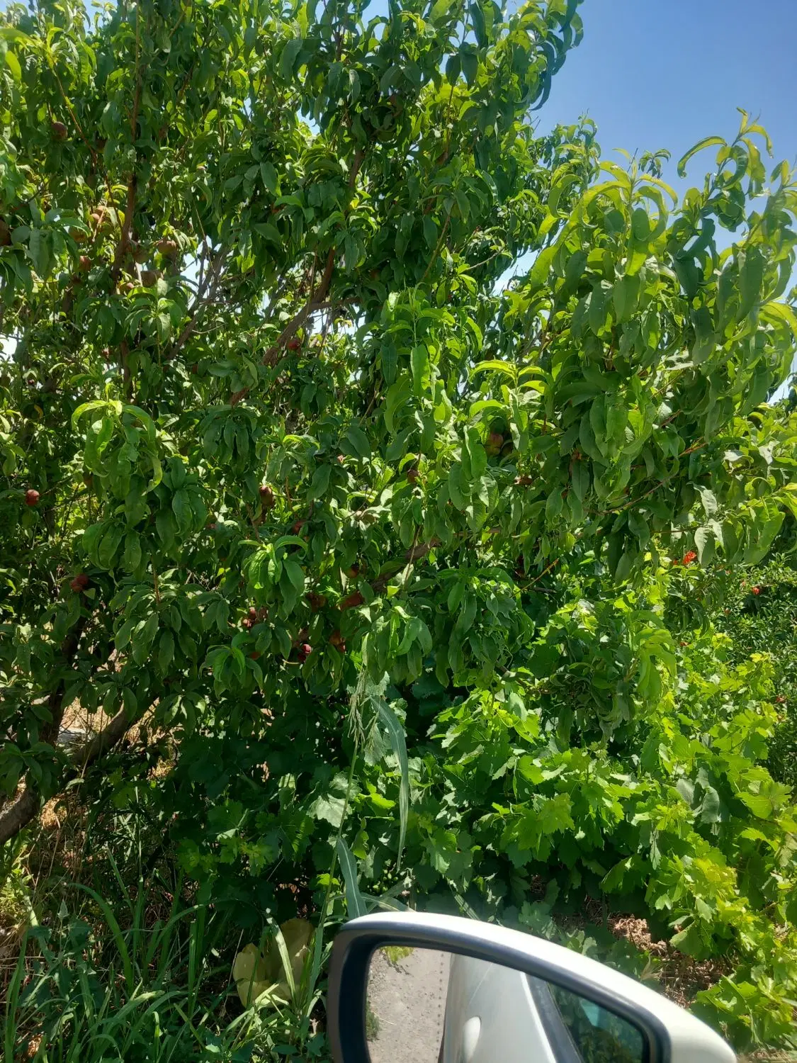 باغ و باغچه ۲۵۰ متری_تاجلو در باغ اسفالت