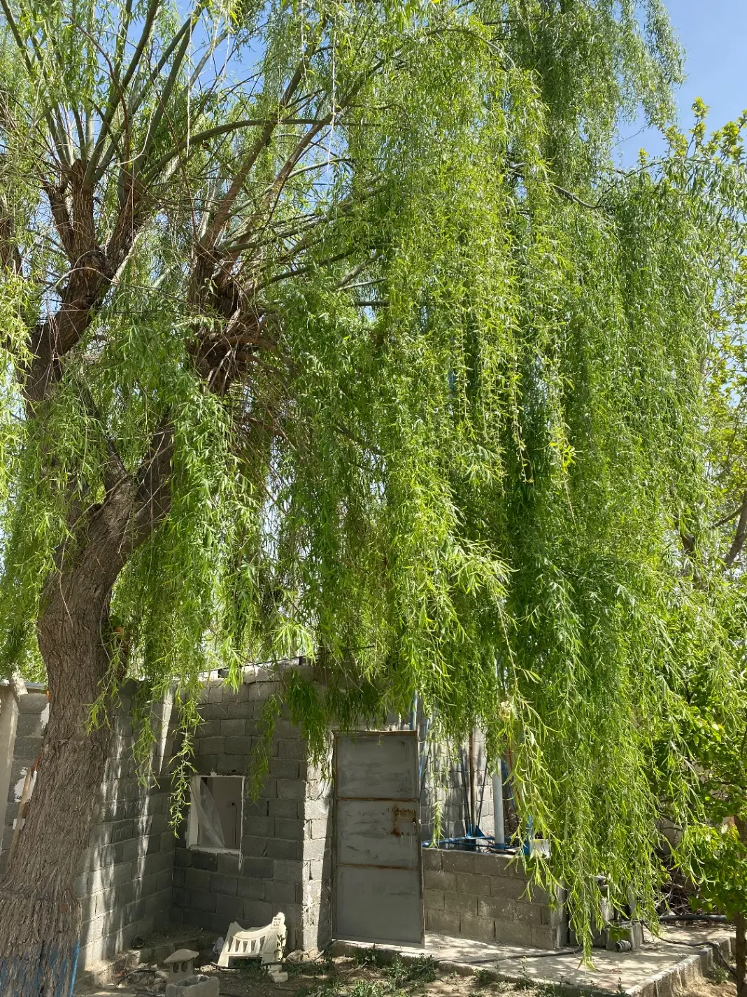باغچه فروشی