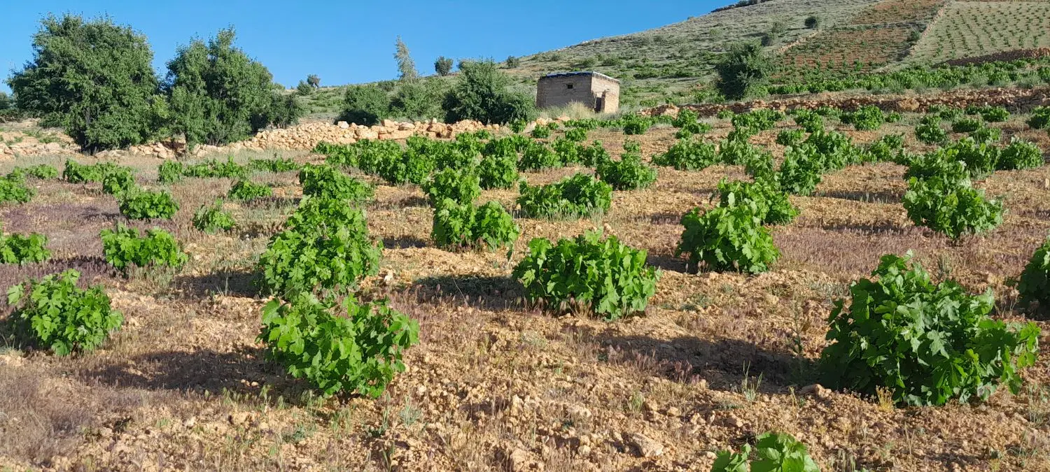 فروش باغ انگور یاقوتی