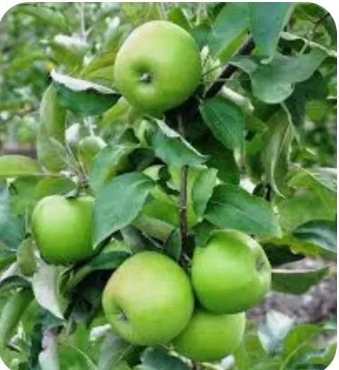 فروش باغ تفریحی وسیاحتی
