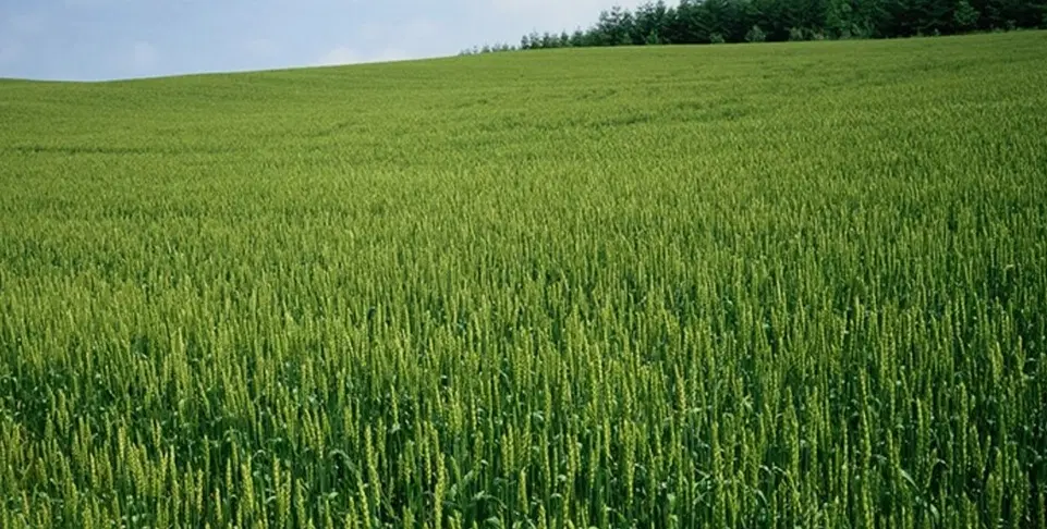 زمین کشاورزی بیونیژ