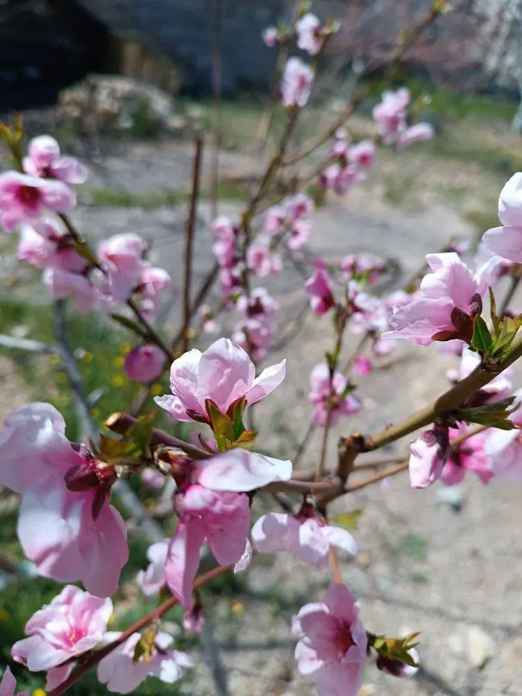 باغ شهری