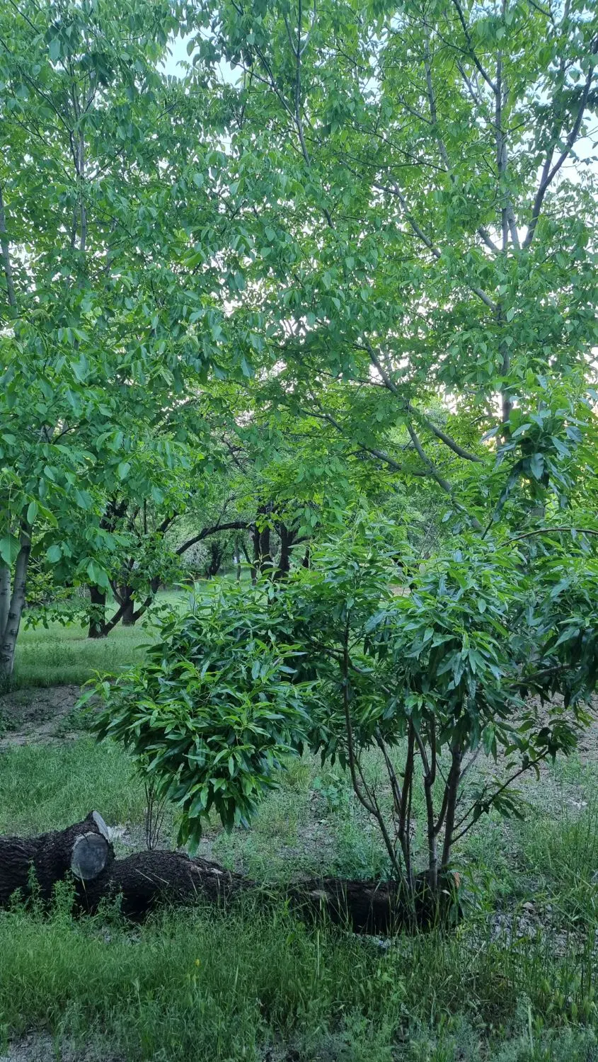 املاک دهکده درشوراب