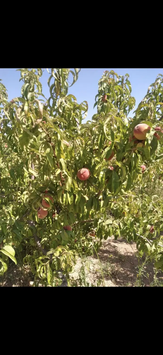 زمین باغی هلو معاوضه با موتور