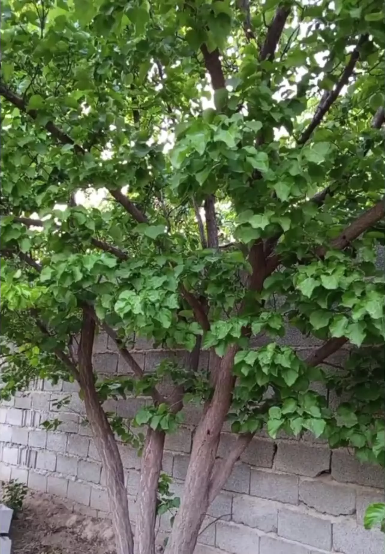 باغچه۳۰۰متری سند تک برگ کردزار بهشت ۹