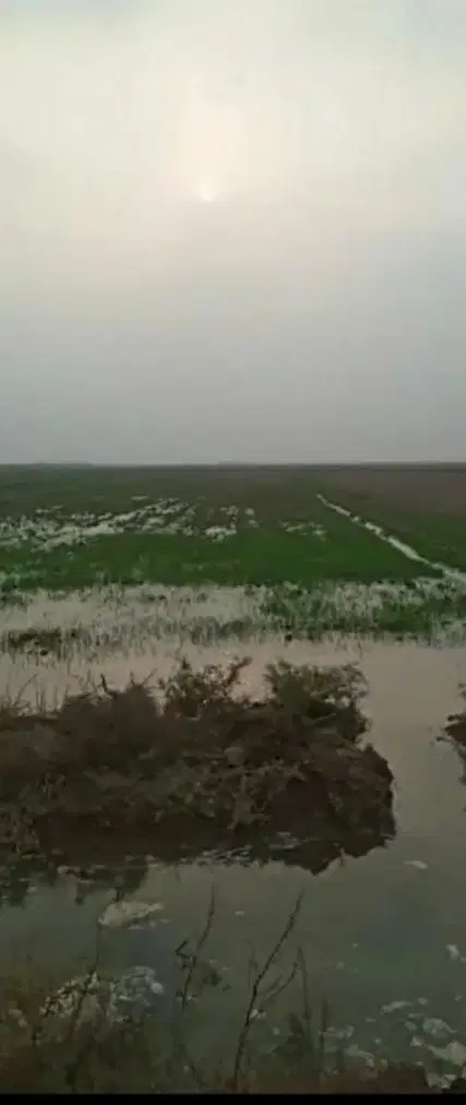 گاع ایجار