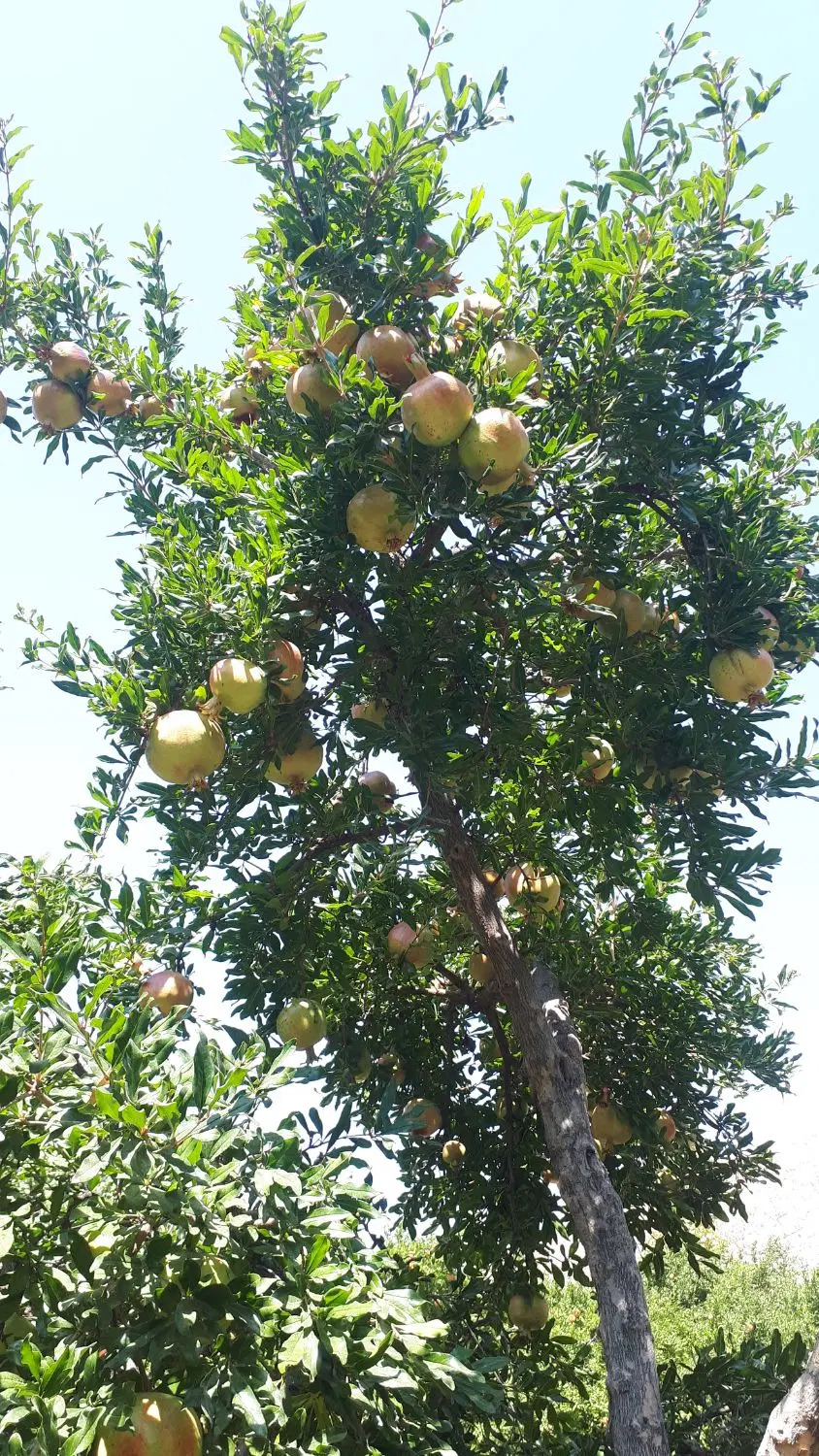 باغ ثمری انار