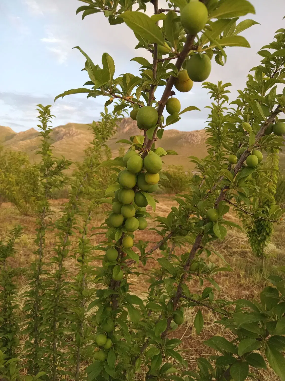 باغ زیبا قزانچی