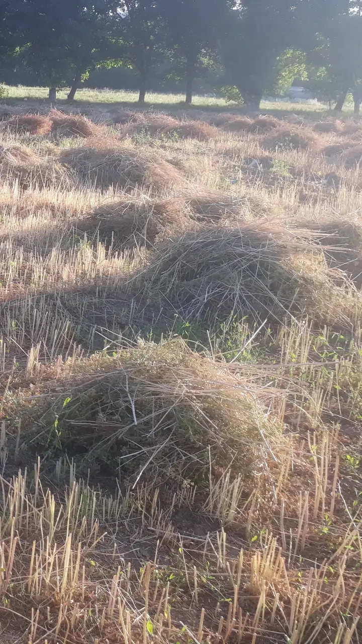 زمین زراعی