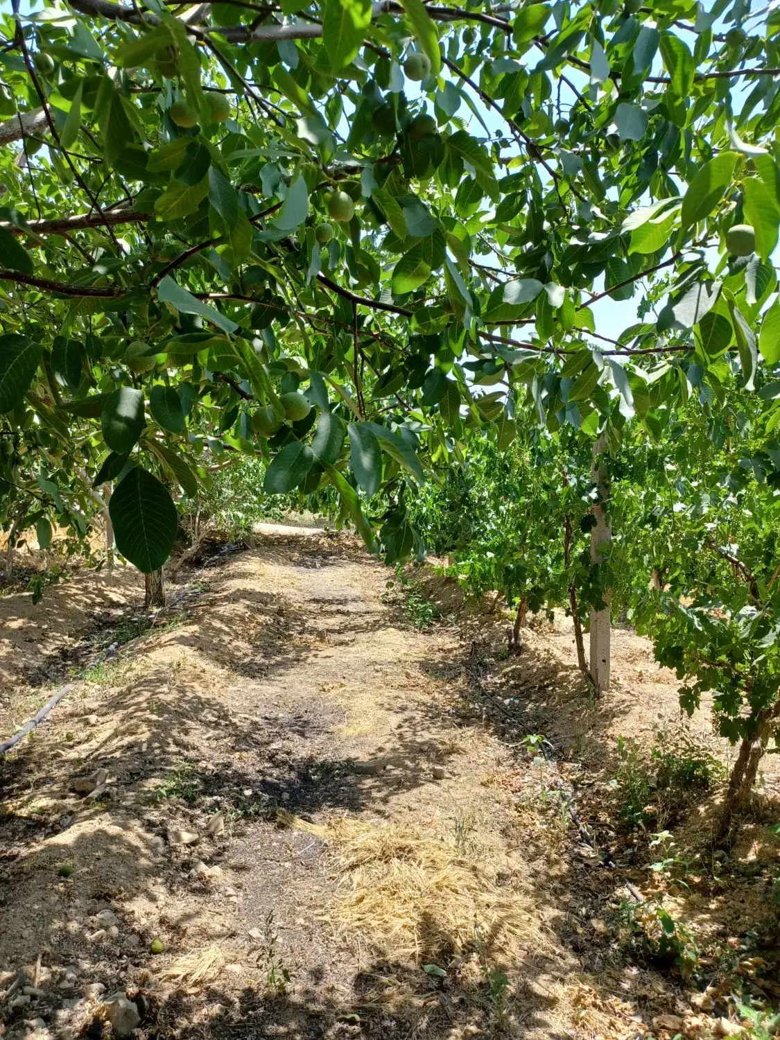 باغ گردووگیلاس ۵۰۰متر