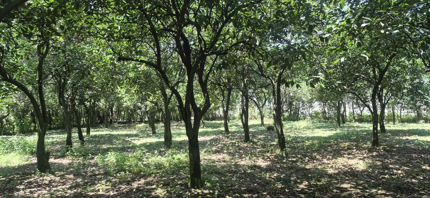 فروش ۳۰۰۰ متر زمین کاربری باغات