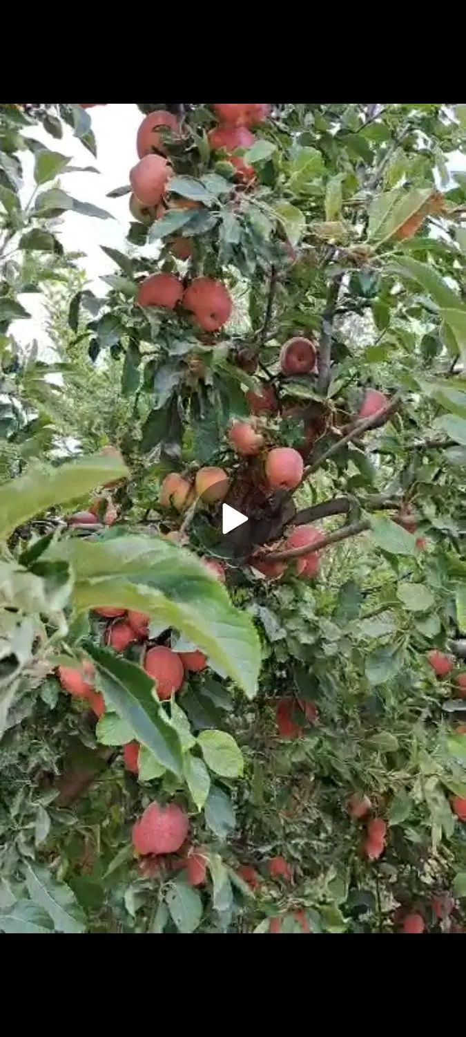 اجاره باغ