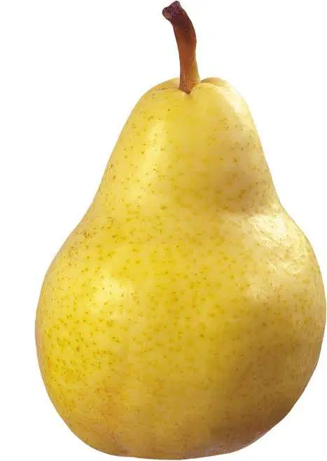 فروش گلابی
