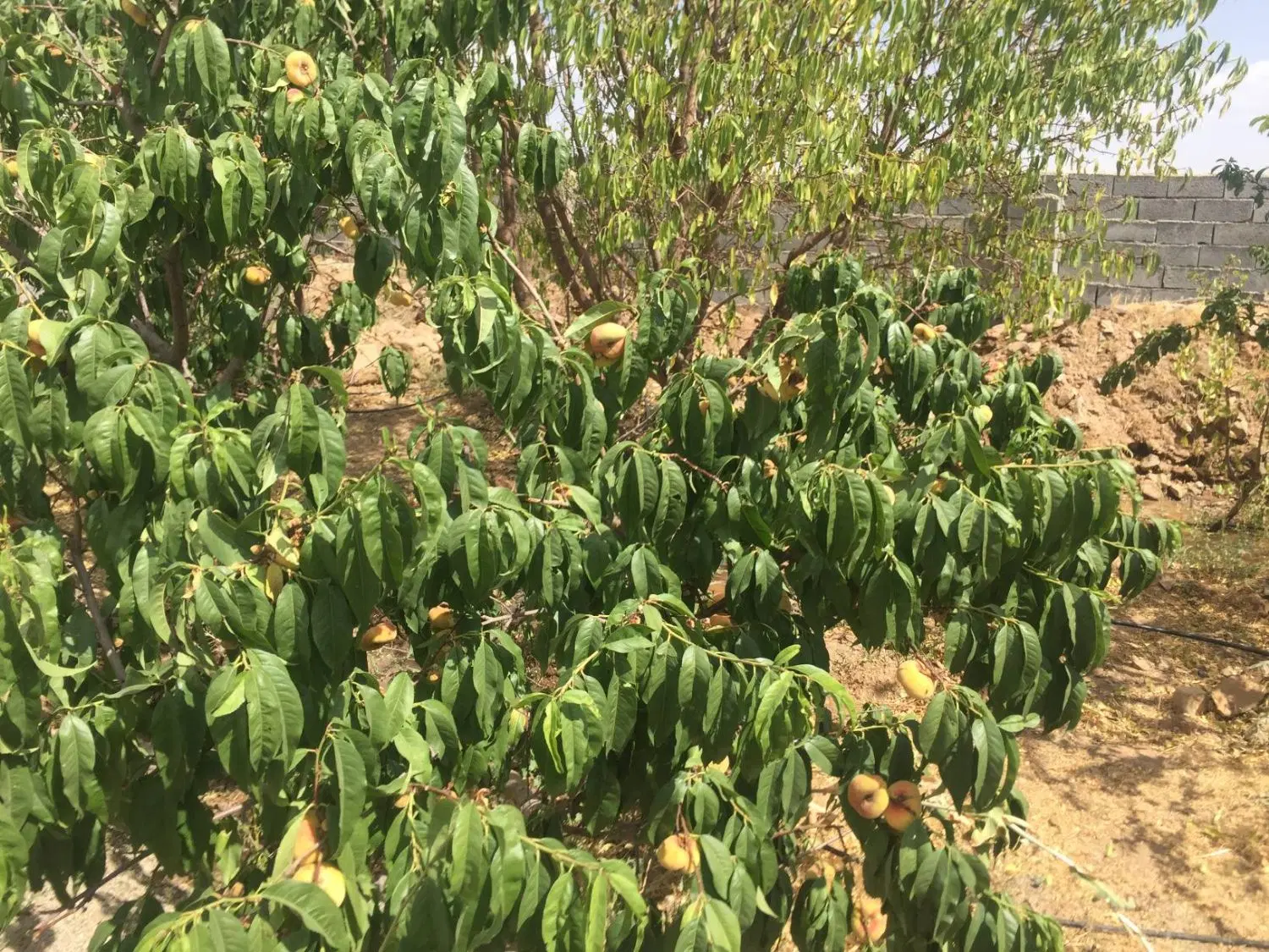 3000متر باغ چهار دیوار آبسرد