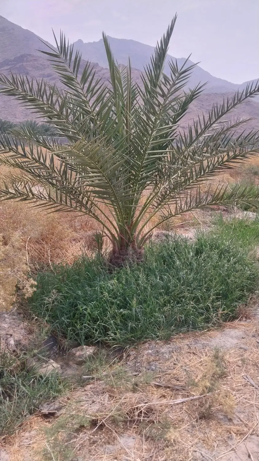 باغ