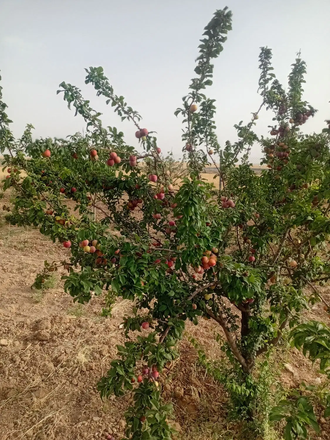 فروش باغ