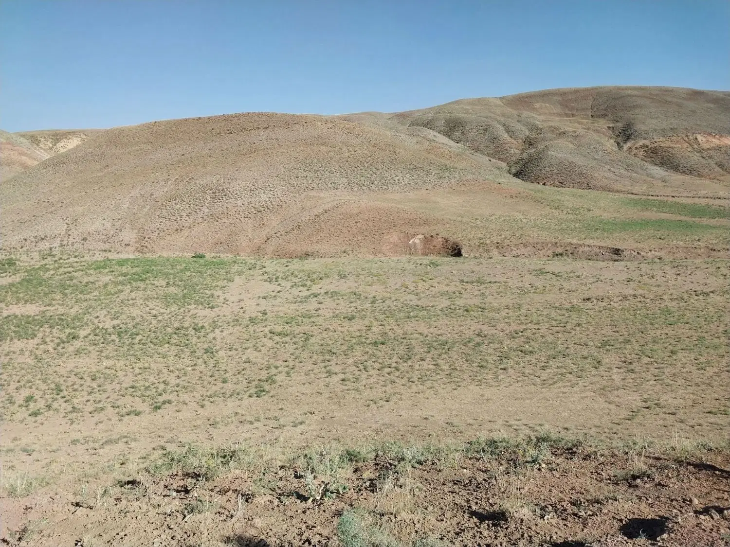 زمین دیمی