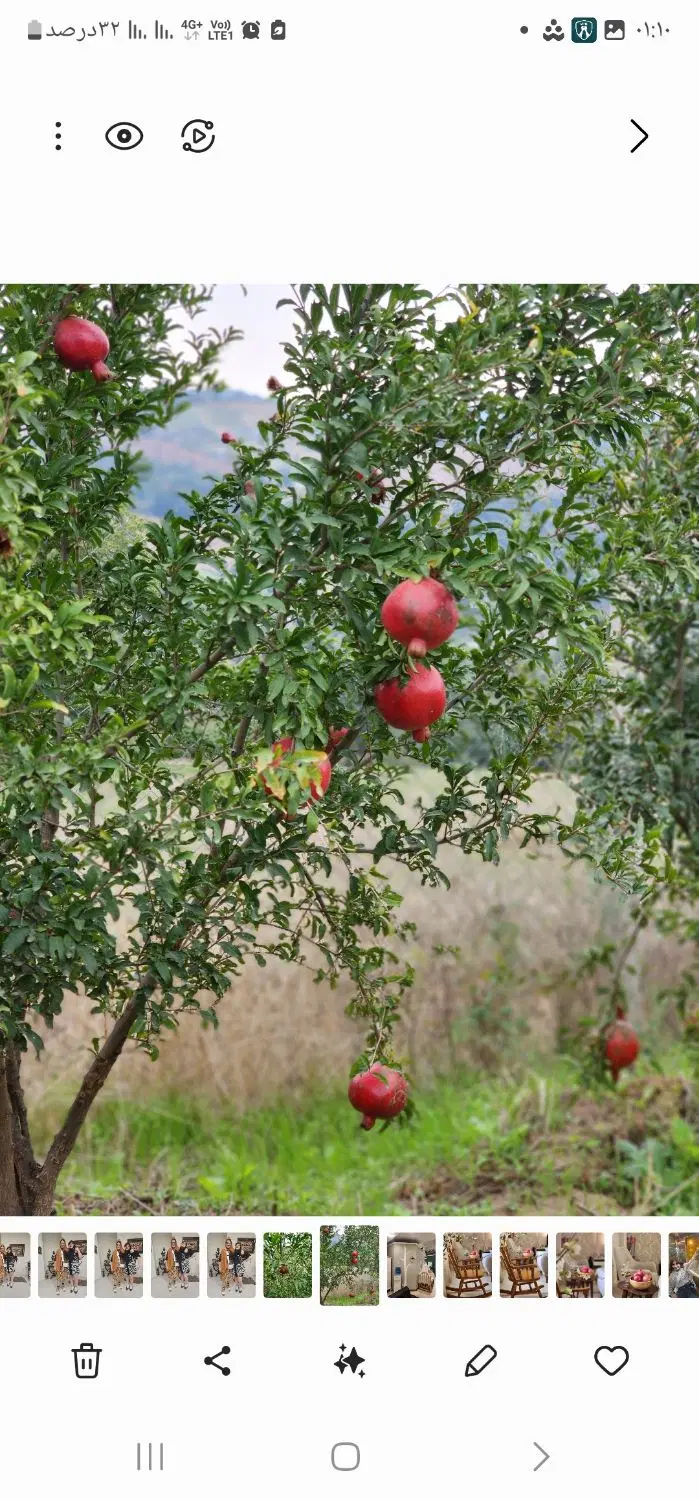 باغ  حاشیه جنگل در روستای توشن