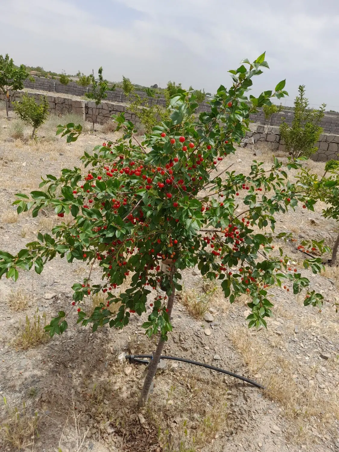 زمین باغ