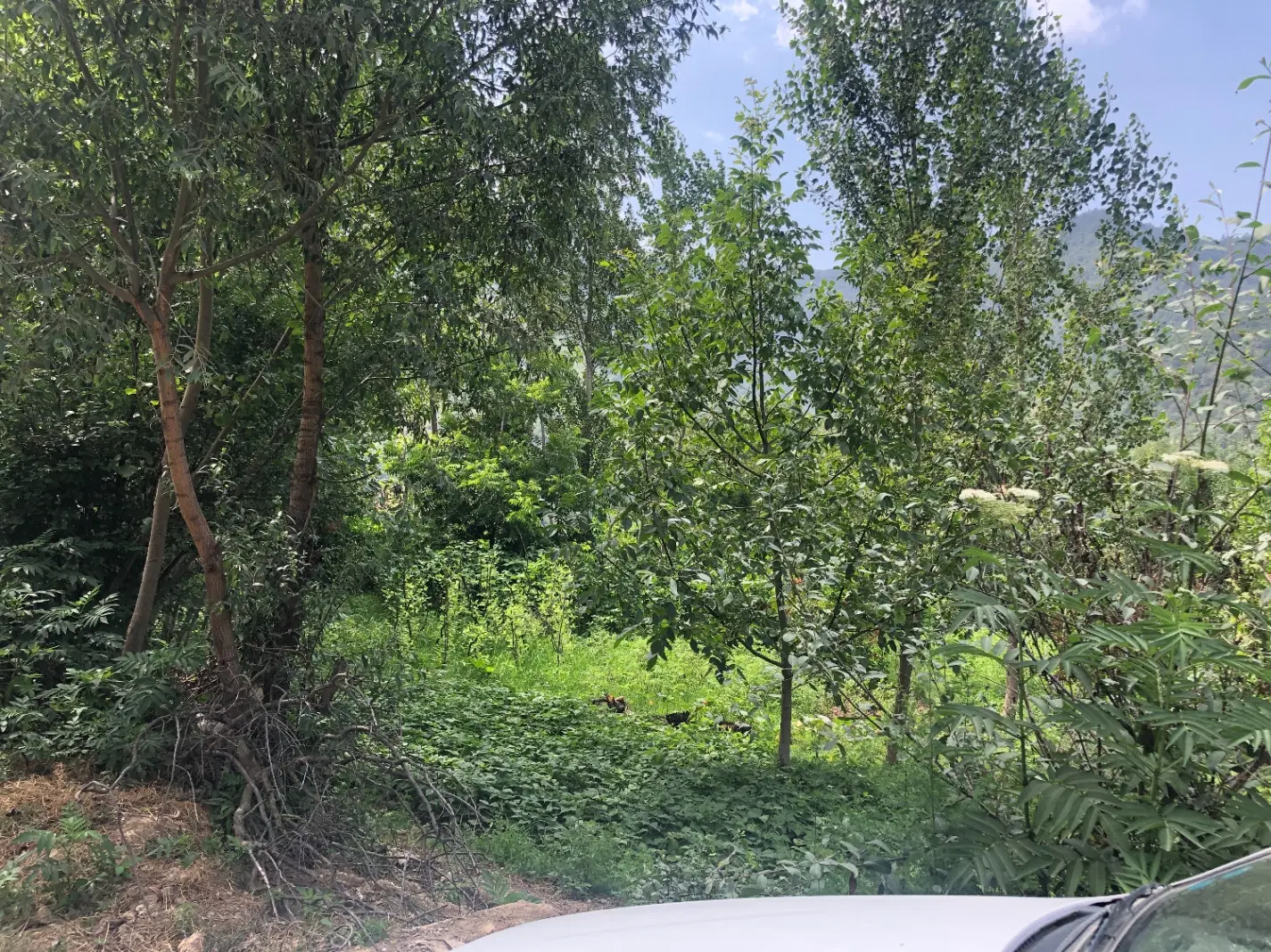 زمین ویلایی