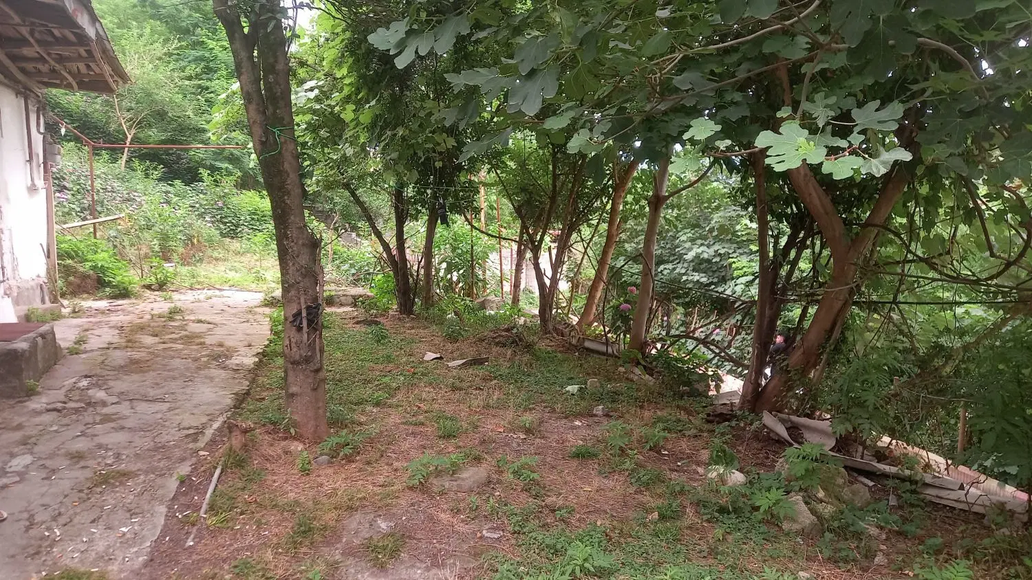 خانه کلنگی جنگلی