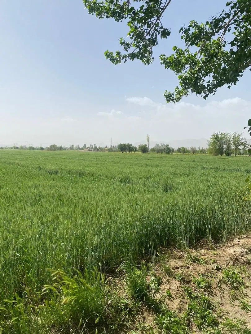 زمین کشاورزی
