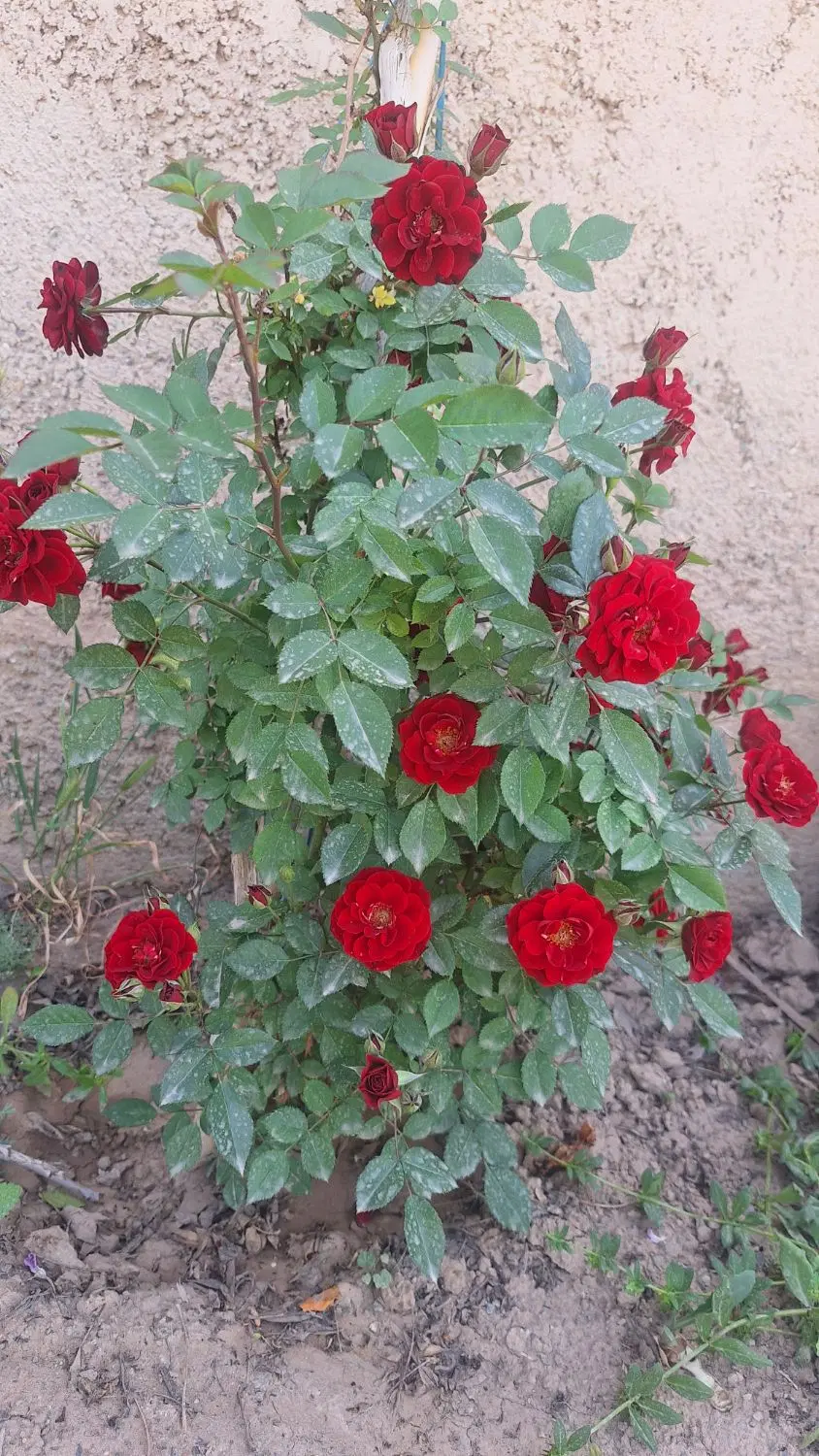 باغچه ۴۰۰ متری