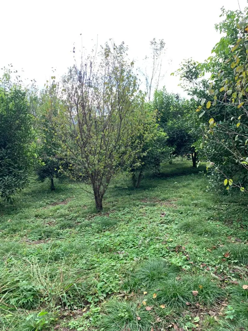 زمین