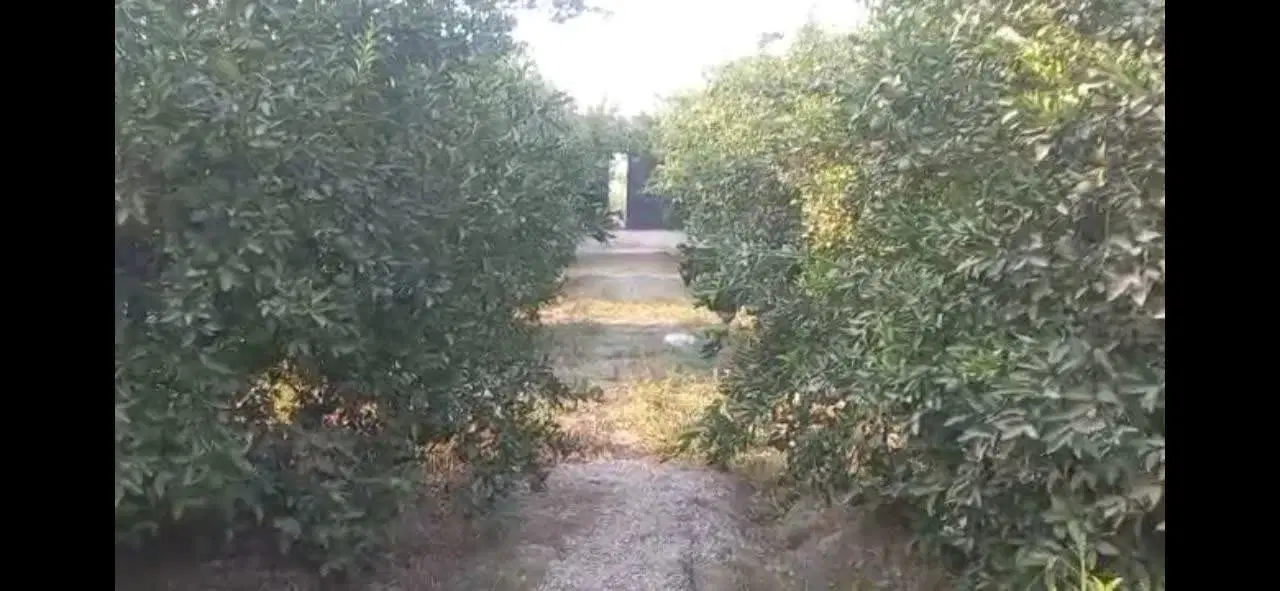 فروش باغچه