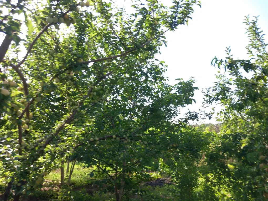 باغ واقع در حیدره بالای شهر