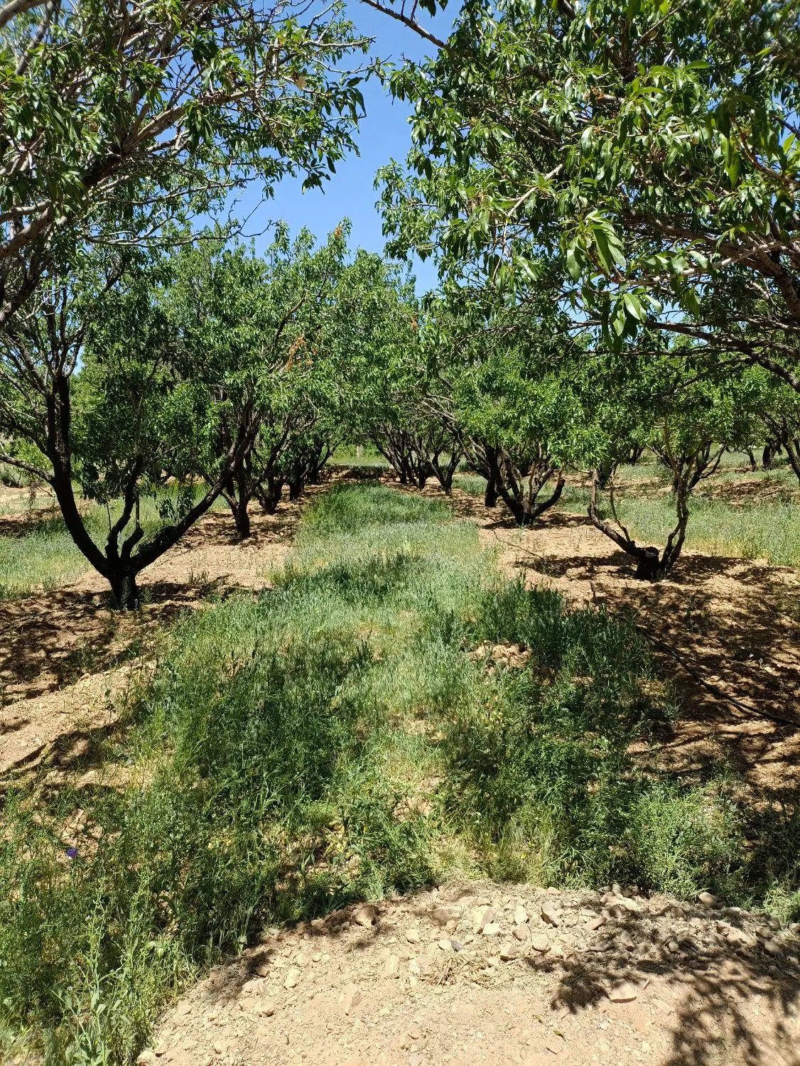 باغ با درختان شاداب مثمر جوان لاکچری و لوکس