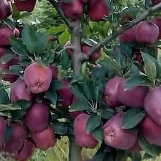 زمین مناسب باغ ویلا