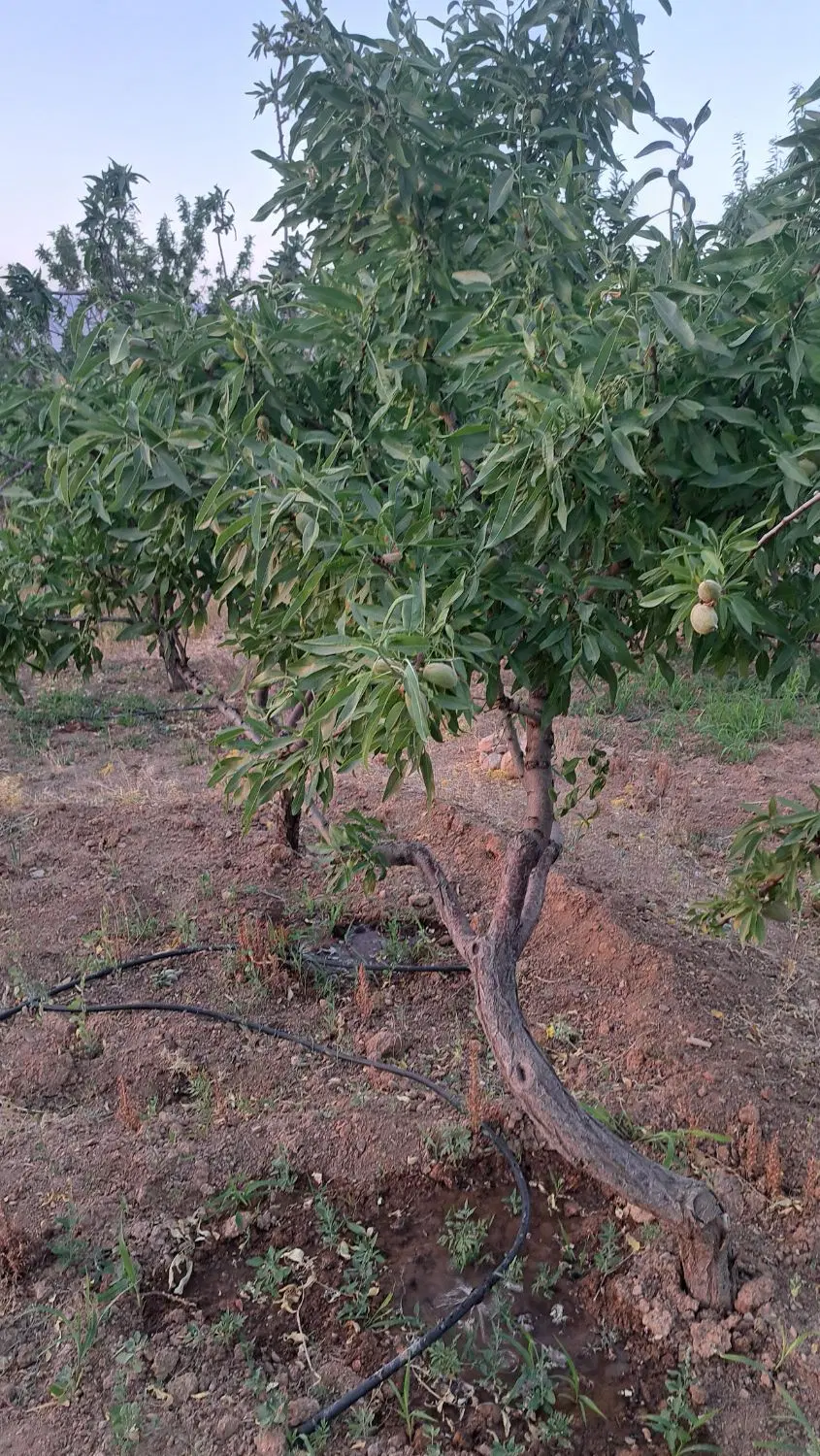 باغ بادام استخر دار