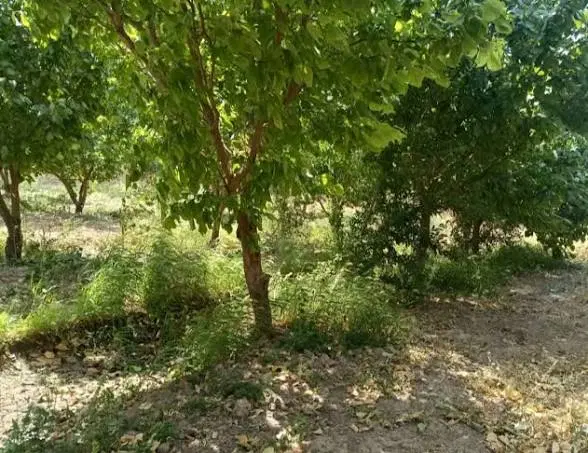 باغ زیر قیمت
