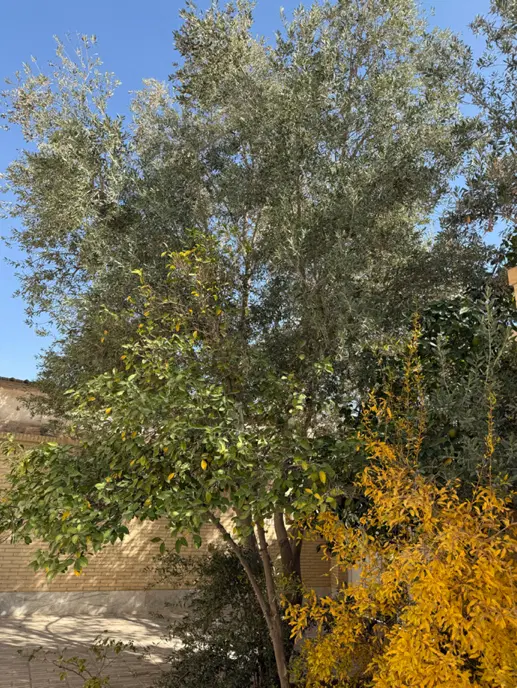 ویلایی امامشهر