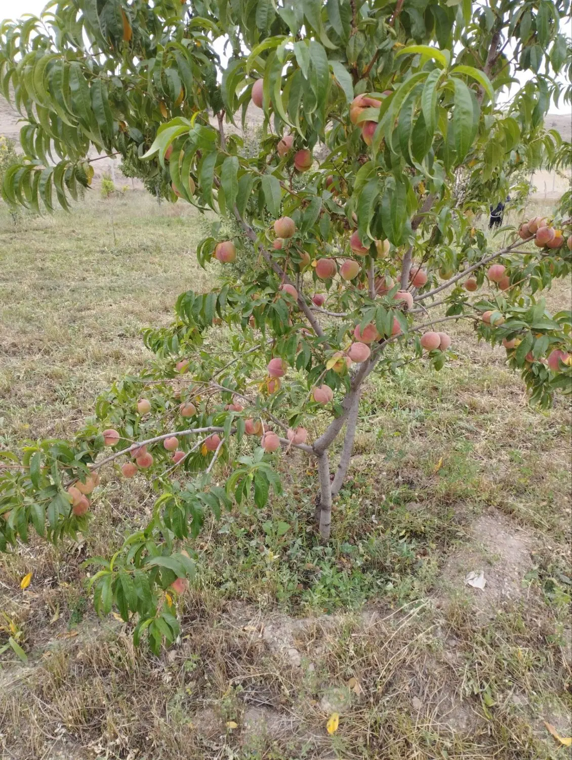 باغ میوه در شهرستان سرعین روستای ویند کلخوران