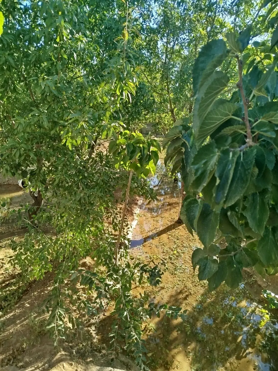 فروش باغ