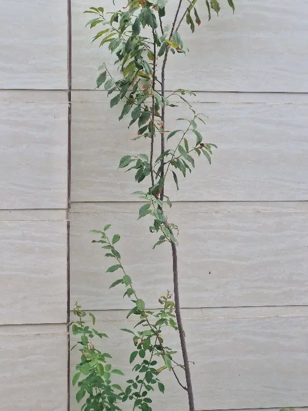زمین مسکونی